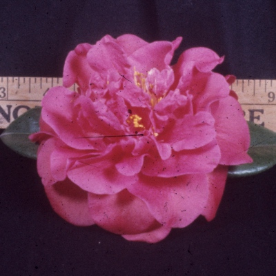 C. N. Porter